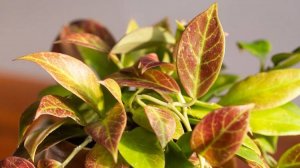 №114. Хойя Санрайз и другие. Распаковка.