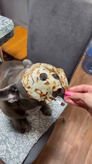 Животные приколы и не только