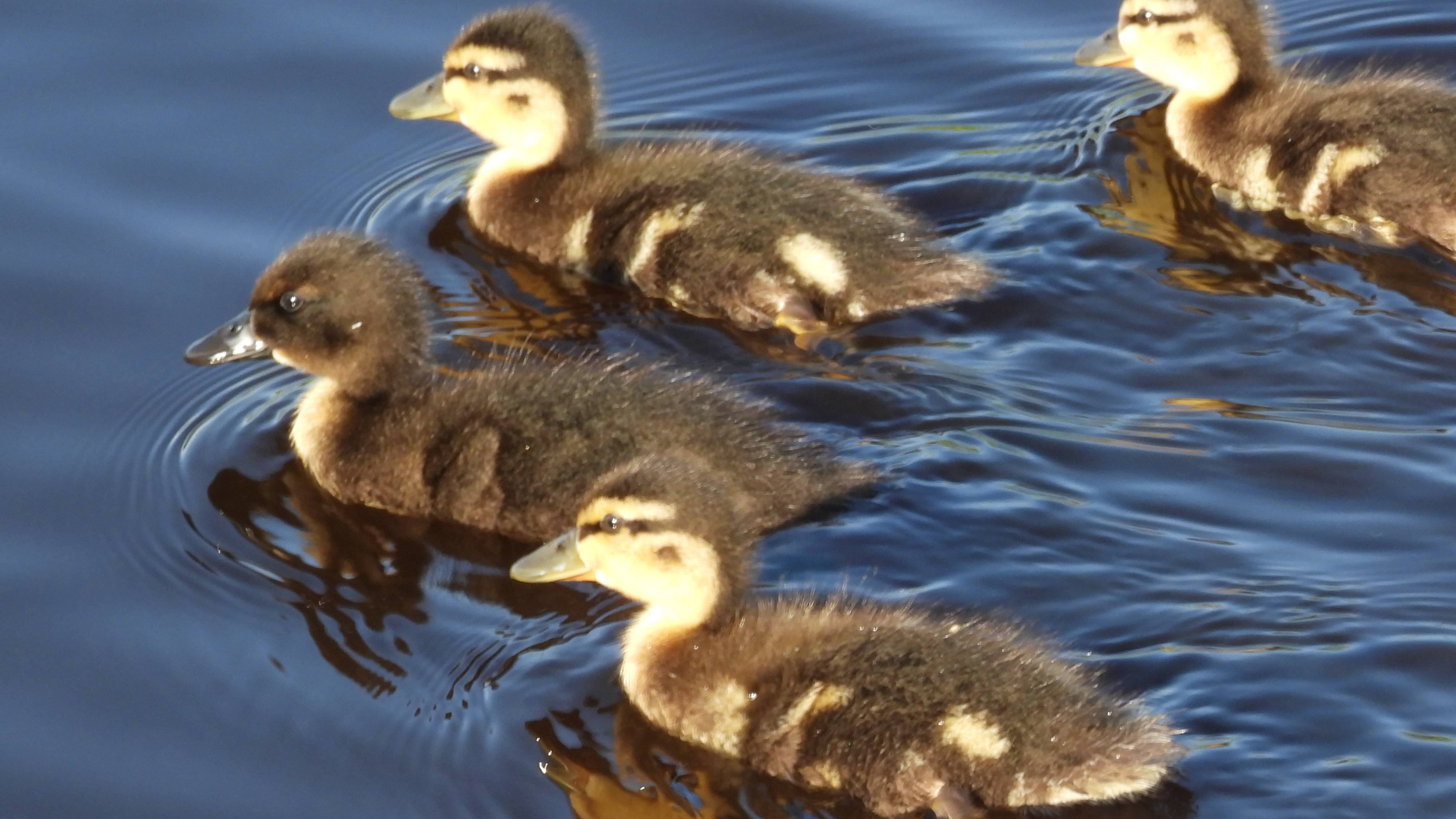 Утка с выводком утят, утенок абберантный окрас, наблюдение птиц в Великом Новгороде, 19 июля 2025 смотреть онлайн