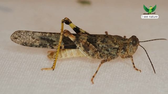 Куда кузнечики откладывают свои яйца? смотреть онлайн