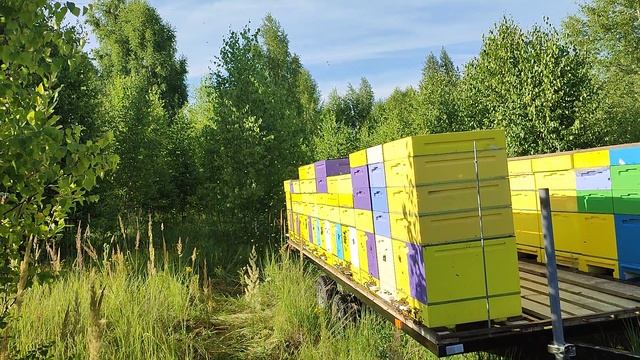 Забрал липу (не всю) смотреть онлайн