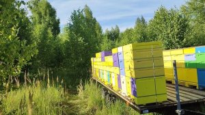 Забрал липу (не всю)