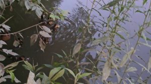 На Яузе появился новый выводок обычных утят.5 утят.