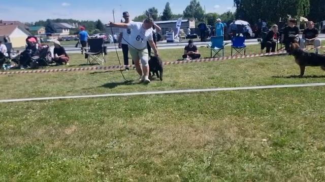 БЕБИ СУКИ ДШ / КЧК ТЮМЕНЬ 5 июля`25 А.Буйнова Моно немецких овчарок