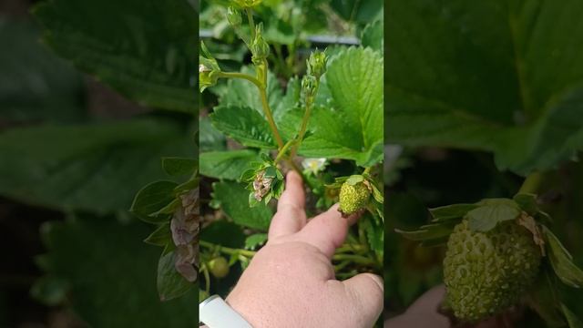 Клубника НДС Делиссимо на 19 июля 2025