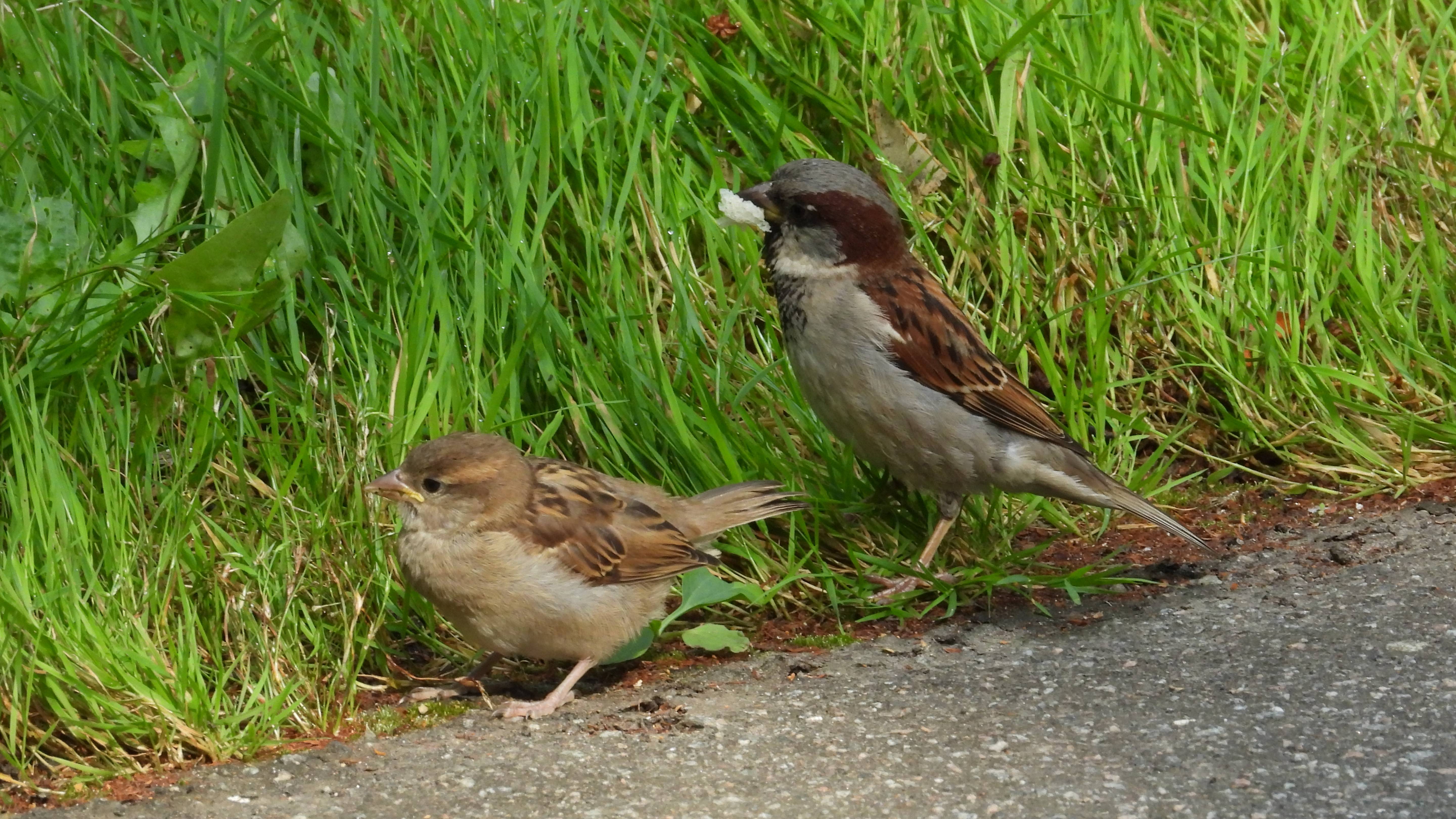 Домовый воробей с кормом для птенцов, наблюдение птиц в Великом Новгороде, 19 июля 2025 смотреть онлайн