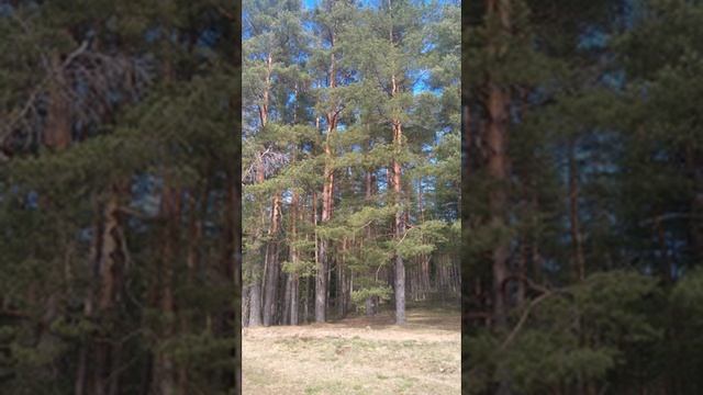 №87 Наполнение Светом