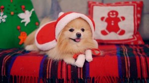 НОВОГОДНЕЕ ОБРАЩЕНИЕ ПРЕЗИДЕНТА ШПИЦА ДЛЯ ПУШИСТЫХ ДРУЗЕЙ ! С НОВЫМ ГОДОМ !!!