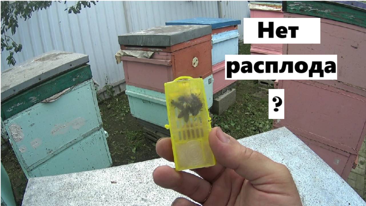 Почему молодая матка не сеет ? смотреть онлайн