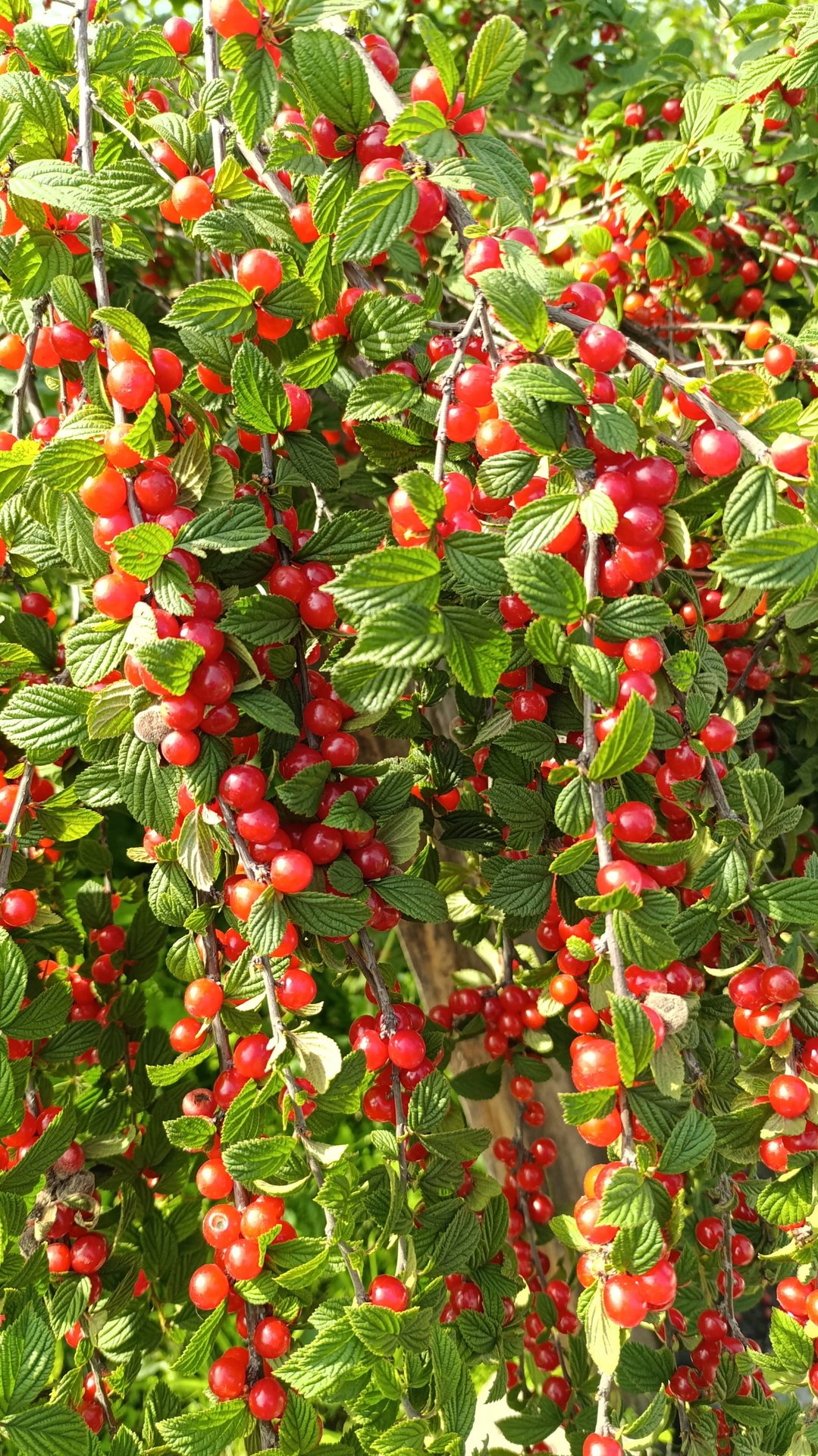 Войлочная вишня 2025