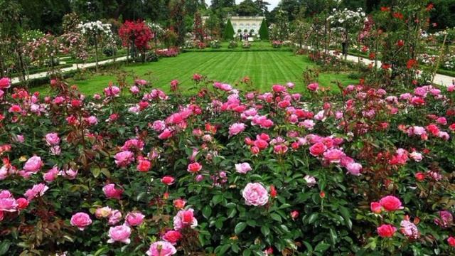 Роза смотреть онлайн