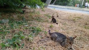 Кошечки video_2025-07-19_20-35-10