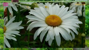 ЦВЕТЫ ИЮЛЯ 2025. vovich video.