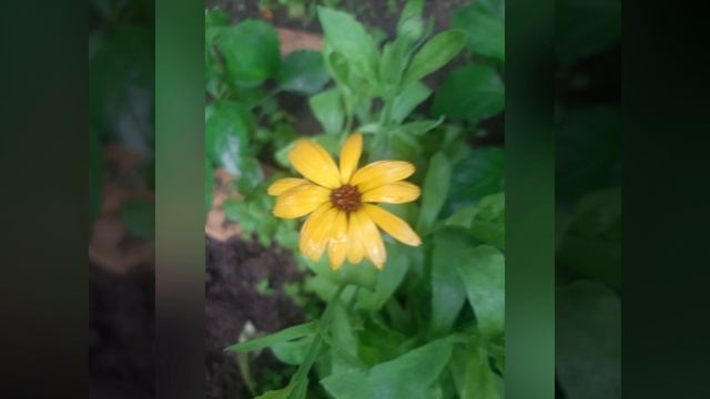 Чудесные цветы и мелодия японской флейты.mp4 смотреть онлайн