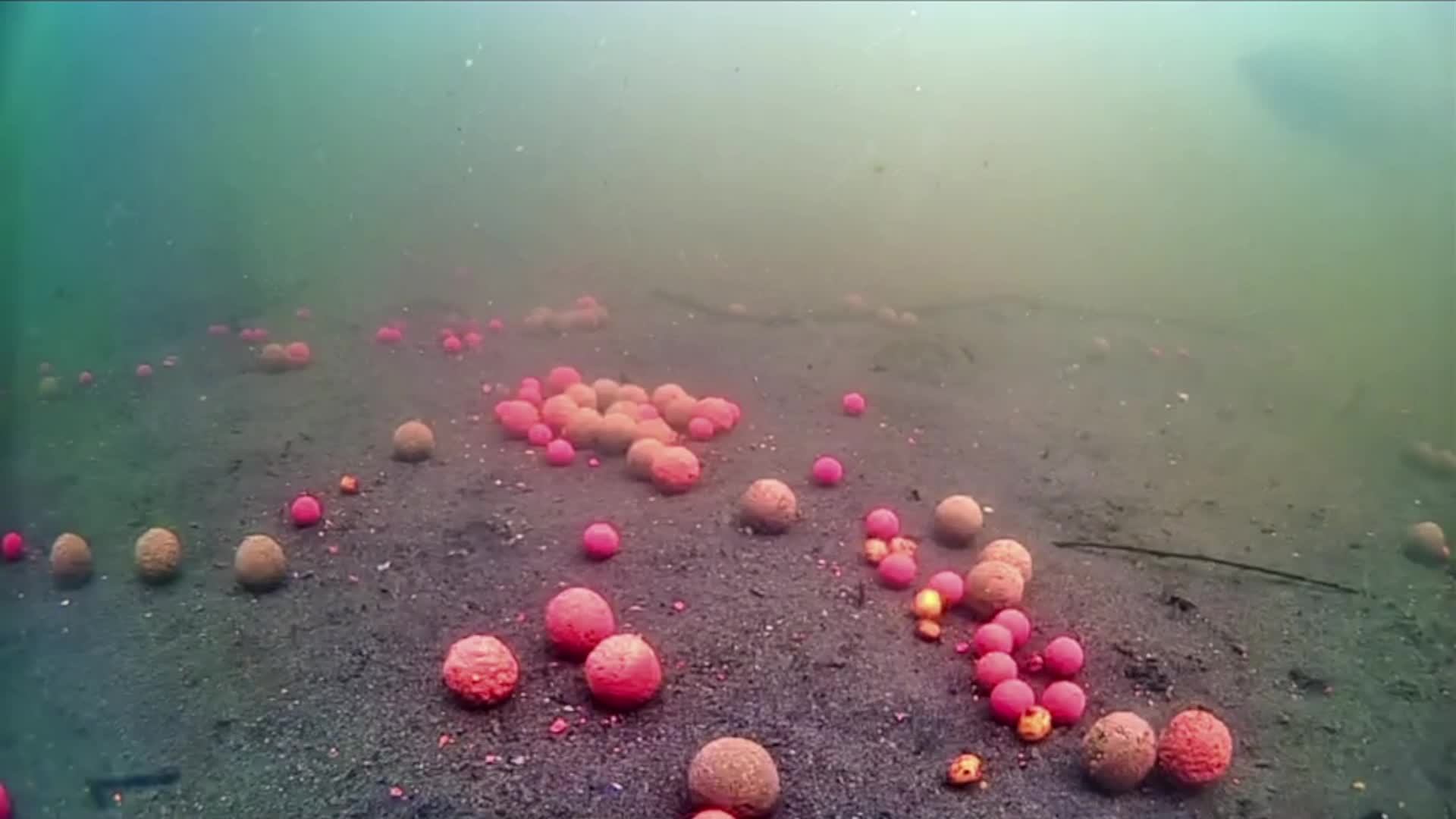 carp смотреть онлайн