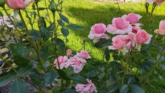 Цветение роз. Роза грандифлора Поэзия. смотреть онлайн