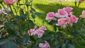 Цветение роз. Роза грандифлора Поэзия.