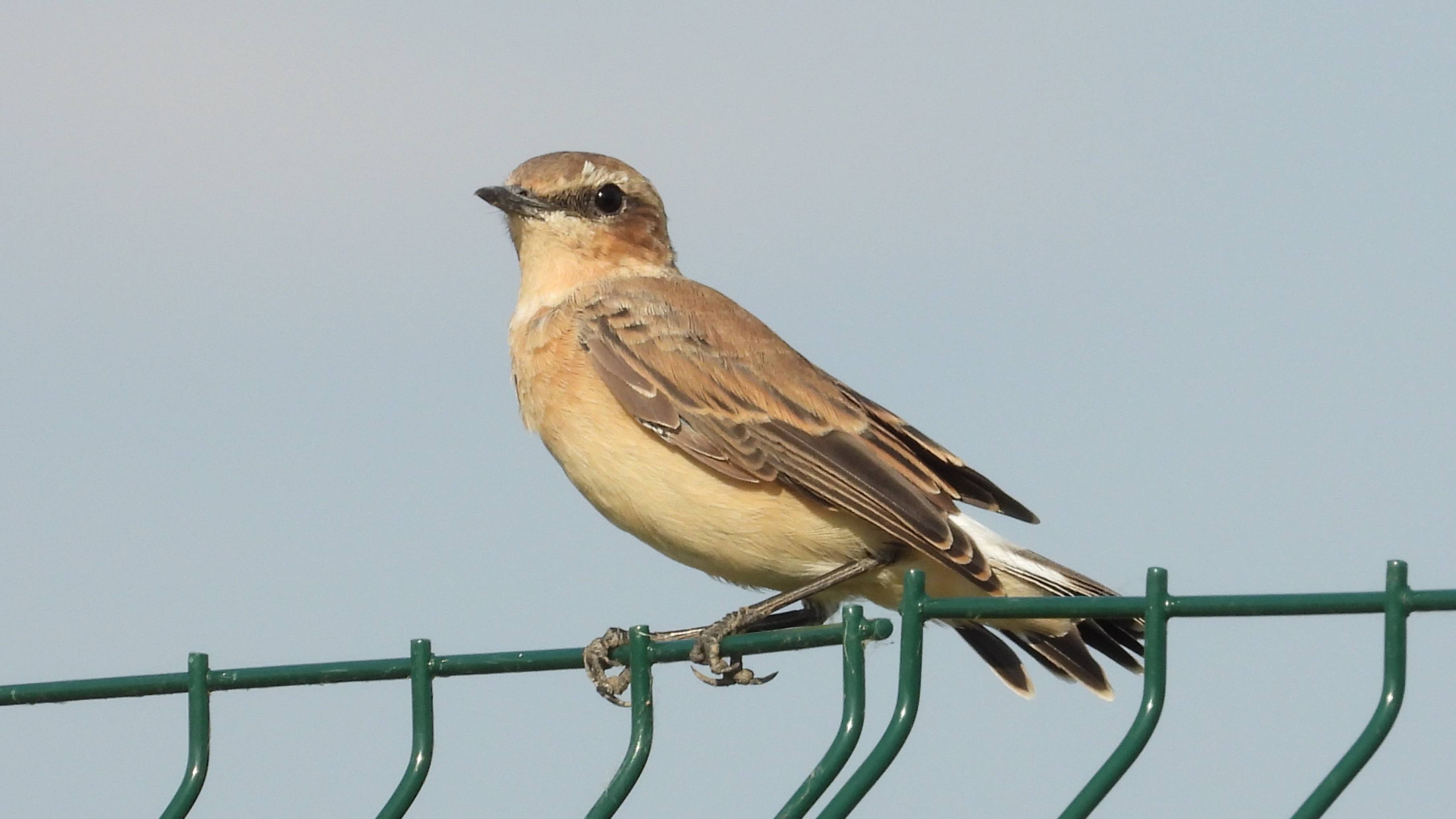 Каменка, наблюдение птиц в Великом Новгороде, 19 июля 2025 смотреть онлайн