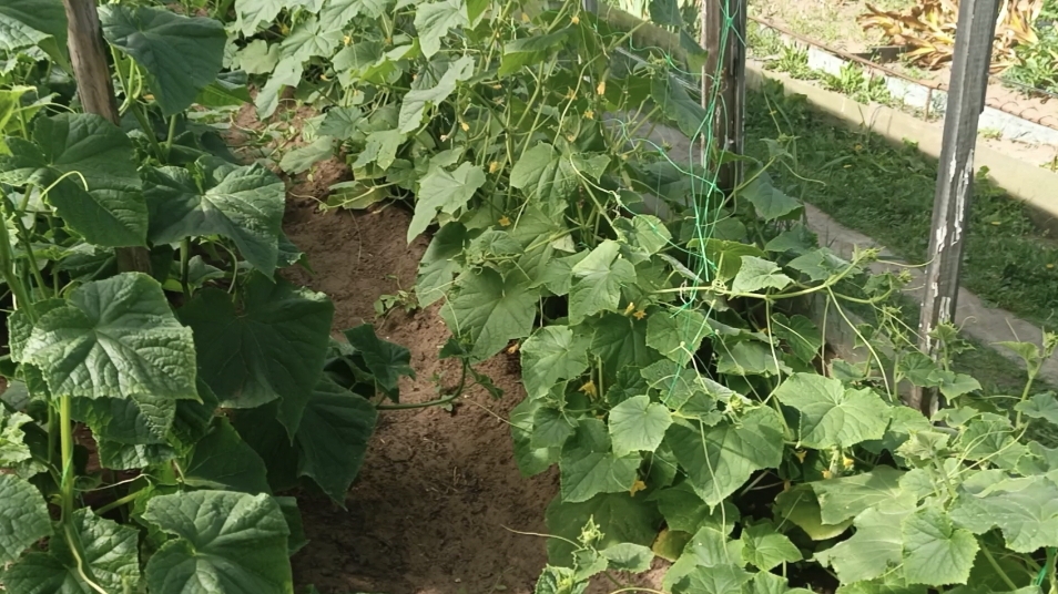 19-07-2025💐Влог💐суббота,комментарии смотреть онлайн