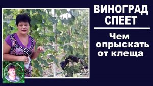 Чем опрыскать виноград от войлочного клеща, если уже спеет урожай