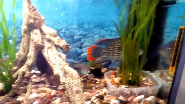 Бирюзовая акара