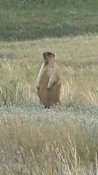 Охота на сурка 2025 смотреть онлайн