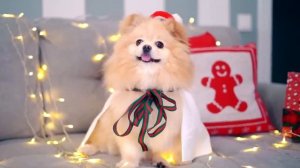 НОВОГОДНЕЕ ВИДЕО ! ОБРАЩЕНИЕ ПУШИСТОГО ГЕЙМЕРА!