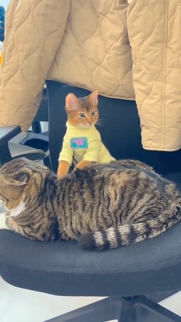 Котайский массаж