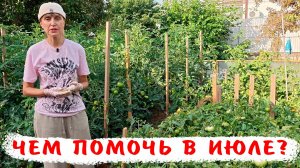 Чем подкормить томаты в июле? Как сделать сладкими томаты?
