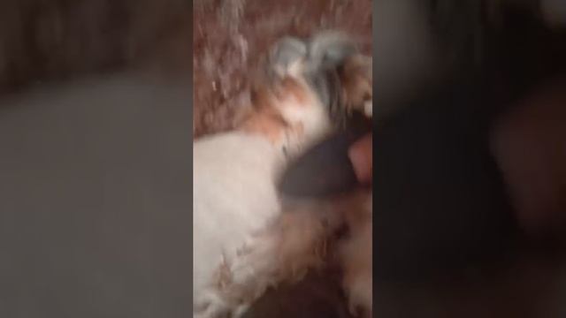 тискаем Беллюсика почешушки мы любим смотреть онлайн