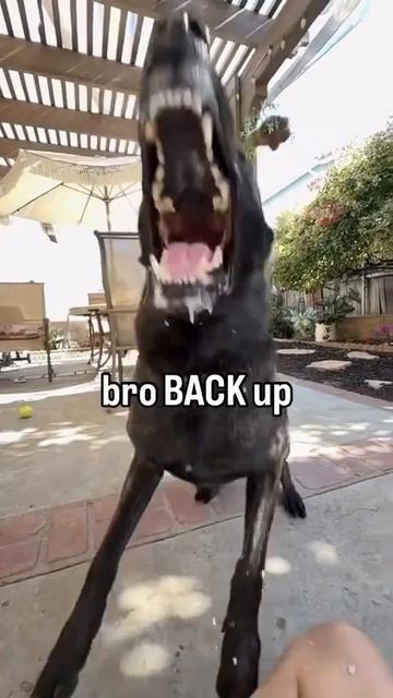 This Dog Just Screamed to Metal… And It’s Perfect смотреть онлайн