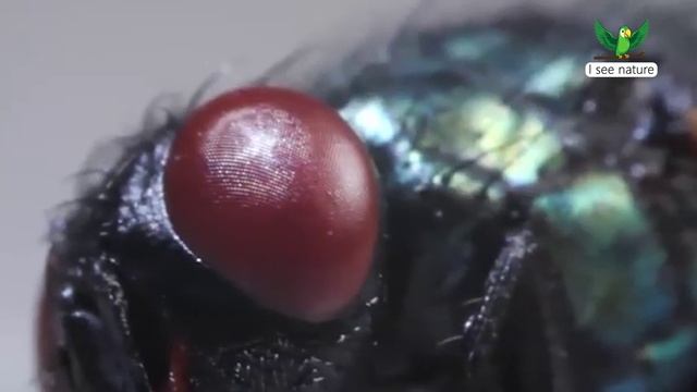 Почему муха потирает лапкой о лапку? смотреть онлайн