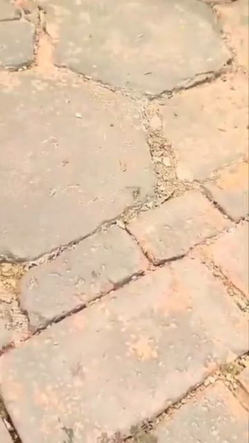 Проиграл пчеле☺️ #cat #веселыекоты