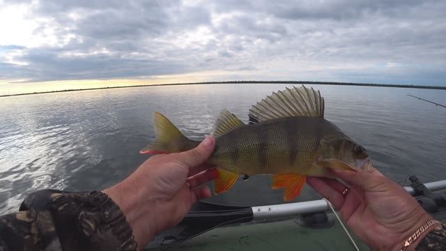 КРУПНЫЙ ОКУНЬ НА ТРОЛЛИНГ!! ПЕРВЫЙ РАЗ ЛОВЛЮ ТАКИМ СПОСОБОМ)) ГОВОРЯТ ЗДЕСЬ САМЫЙ ВКУСНЫЙ ОКУНЬ!!