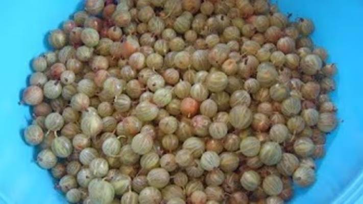 Крыжовник. Маринкины творинки. Всем МИРА и Добра! смотреть онлайн