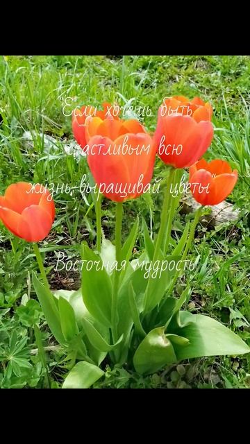 Цветы-это красота🧚 смотреть онлайн