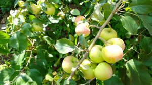 Достойный пример для всех. Садоводы Валерий Железов и Владимир Тоторов, закапали топор раздора. посл