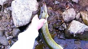 ЩУКИ выгнали кумжу. АЗАРТНАЯ рыбалка на Кольском полуострове.