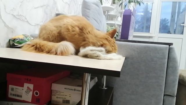 Рыжик и варежки