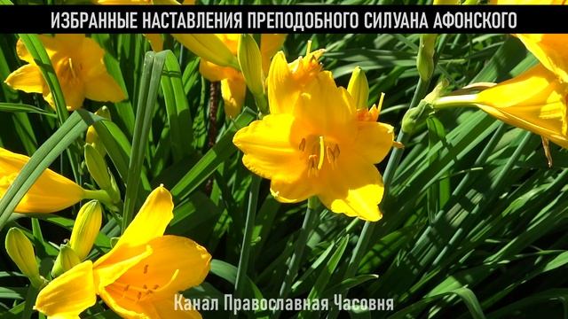 5 МИНУТ ДЛЯ ДУШИ! ИЗБРАННЫЕ НАСТАВЛЕНИЯ СИЛУАНА АФОНСКОГО смотреть онлайн