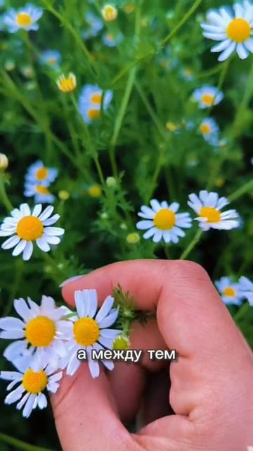 Ромашки - символ лета