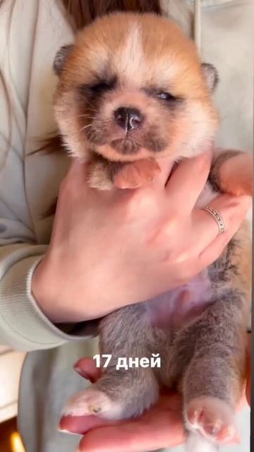 Как меняются щенки Хатико