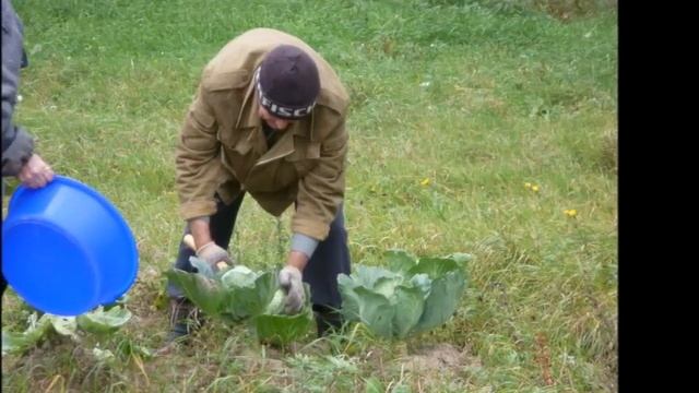 Я давно так не любил - Автор Камета Берсанова музыка Март Бабаян поёт Бинке Анисимов смотреть онлайн
