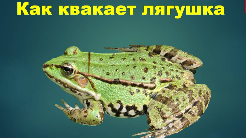Как квакает лягушка. Звуки природы смотреть онлайн