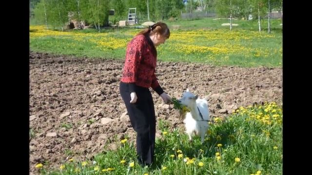 Вечер весны - Автор музыка и поёт Алексей Романюта смотреть онлайн