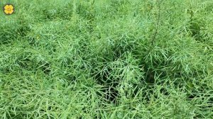 Обзор поля раннего срока сева. Десикации быть