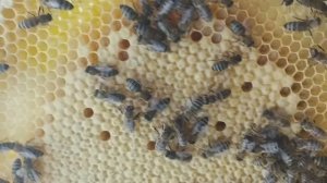 Пересаживаю в улей второй рой 2025.