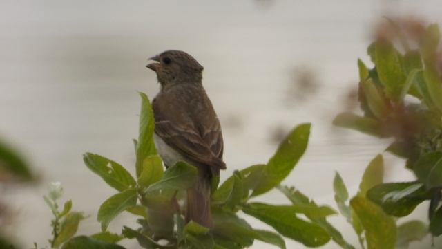 Голоса птиц. Чечевица, наблюдение птиц в Новгородской области, 20 июля 2025 смотреть онлайн