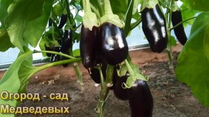 Хорошее соседство паслёновых в одной теплице