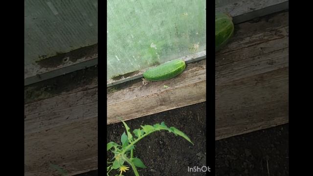 Огородные дела. Наслаждаюсь солнцем, купаюсь, загараю. смотреть онлайн